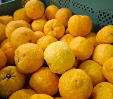 못난이 유자 2kg